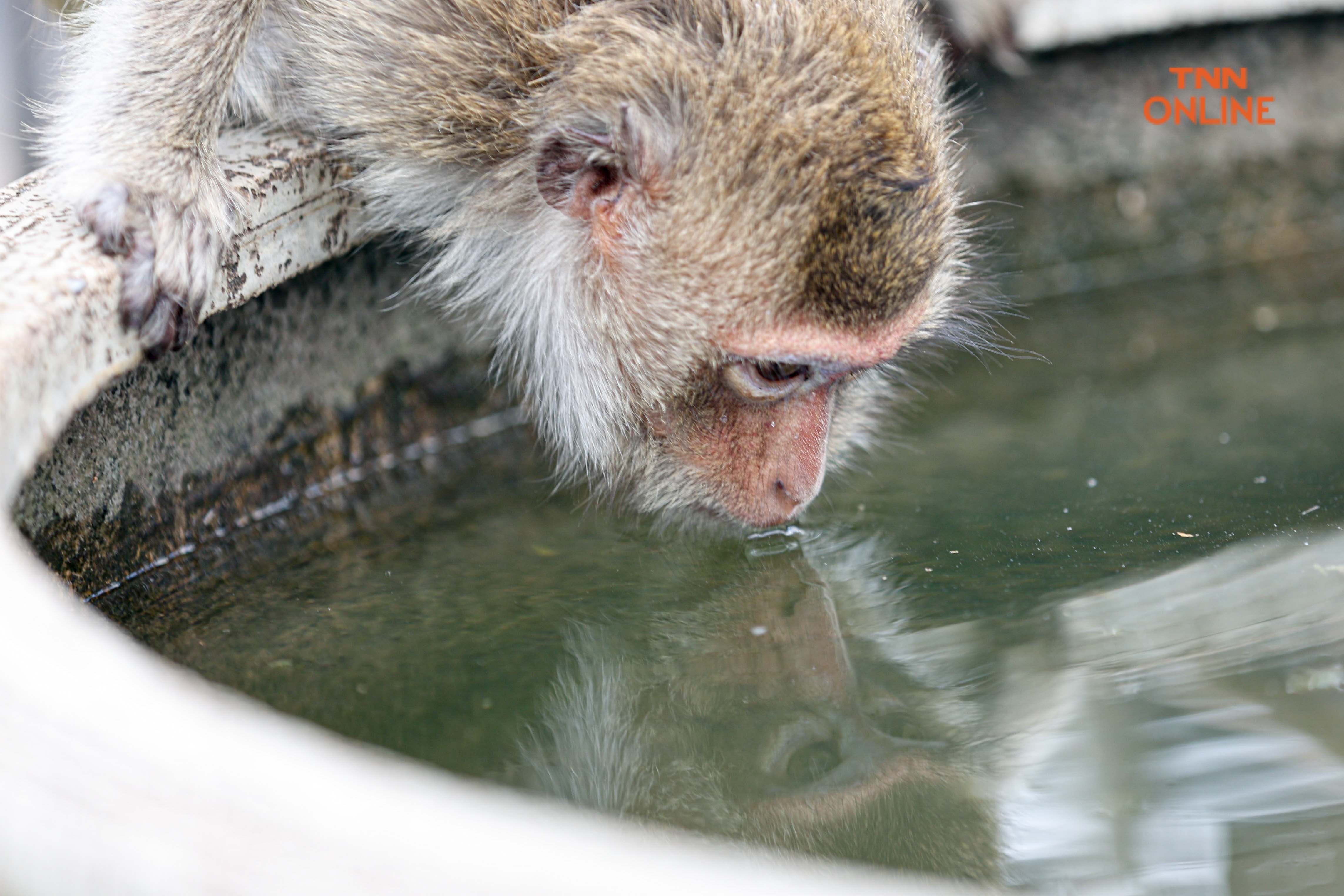 ลิงเมืองเก่าลพบุรี แซบ ซน ตื่นตาแก่ผู้มาเยือน