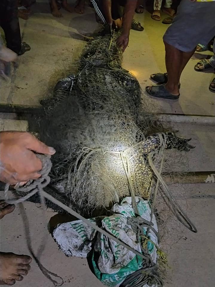 ชาวบ้านตะลึง! เหวี่ยงแหจับจระเข้ยักษ์ยาว 4 เมตร 