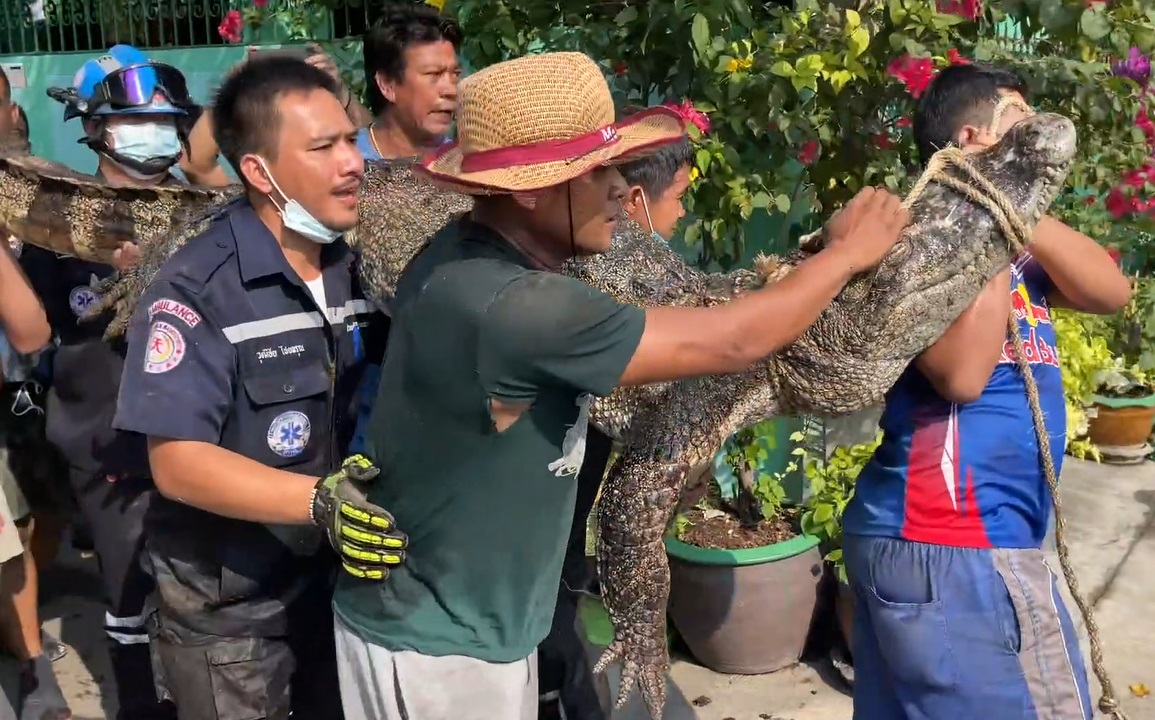 จับ จระเข้ ยาวเกือบ 3 เมตร กลางชุมชนที่สมุทรปราการ จับ จระเข้ ยาวเกือบ 3 เมตร กลางชุมชนที่สมุทรปราการ