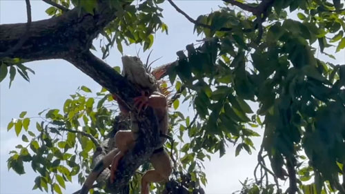 “เอเลียน สปีชีส์” สายพันธุ์อันตรายจากต่างแดน “เอเลียน สปีชีส์” สายพันธุ์อันตรายจากต่างแดน