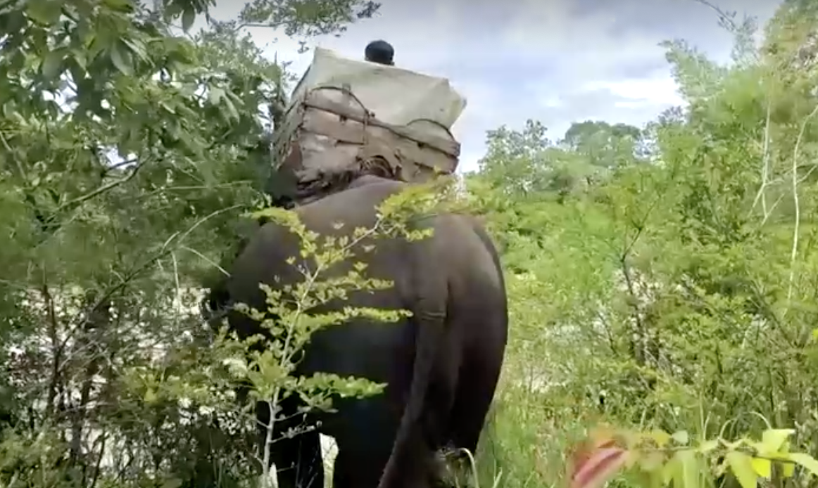 เปิดภาพหาดูยาก! กัมพูชาใช้ ‘ช้าง’ ขนหีบบัตรเลือกตั้งข้ามแม่น้ำ เปิดภาพหาดูยาก! กัมพูชาใช้ ‘ช้าง’ ขนหีบบัตรเลือกตั้งข้ามแม่น้ำ