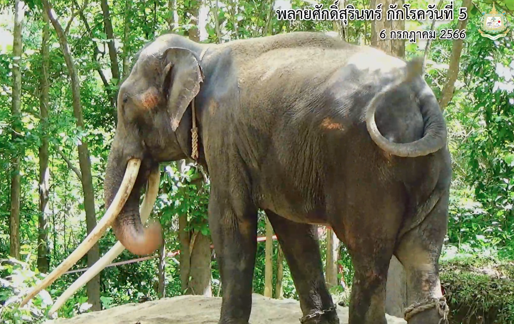 อัปเดตล่าสุดอาการ “พลายศักดิ์สุรินทร์ ” อ้วนขึ้นทันตา-แผลหนองเริ่มหาย 