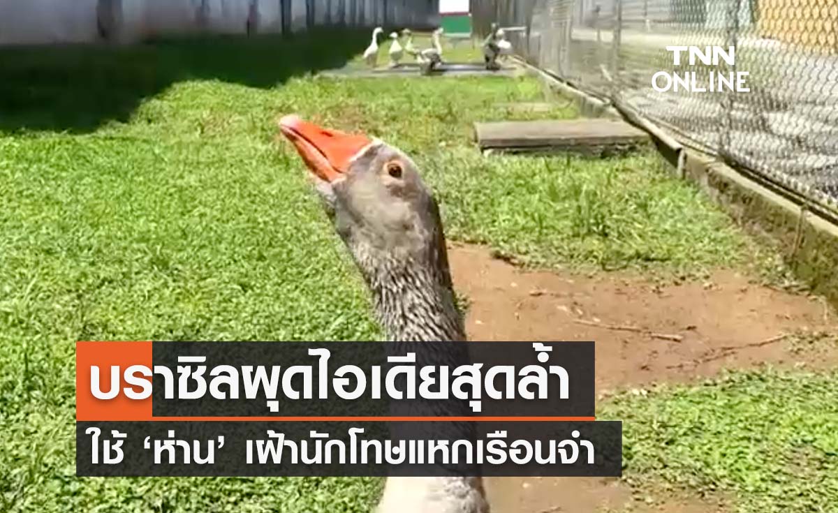 บราซิลผุดไอเดียสุดล้ำใช้ ‘ห่าน’ เฝ้านักโทษแหกเรือนจำ