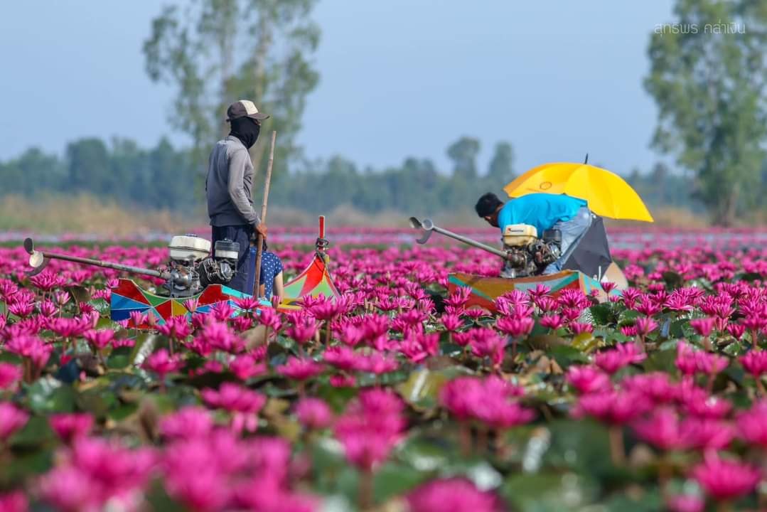 “ทุ่งดอกบัวแดงบึงบอระเพ็ด” จ.นครสวรรค์ บานสะพรั่งพร้อมรับนักท่องเที่ยว “ทุ่งดอกบัวแดงบึงบอระเพ็ด” จ.นครสวรรค์ บานสะพรั่งพร้อมรับนักท่องเที่ยว