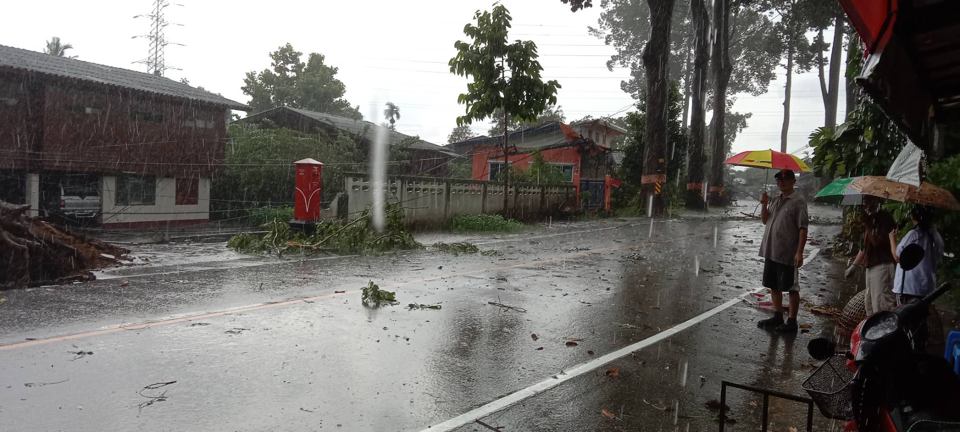 ระทึก! ต้นยางนาร้อยปีโค่นพร้อมกัน 7 ต้น ดึงเสาไฟฟ้าโค่นอีก 27 ต้น 