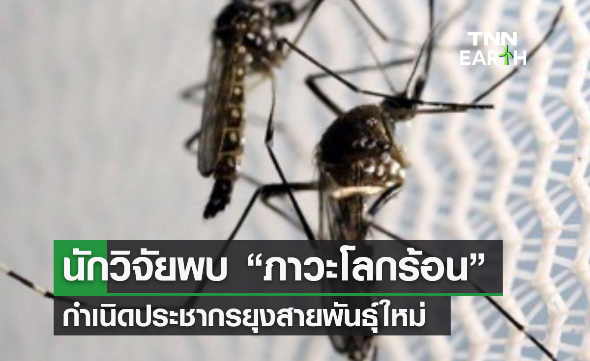 นักวิจัยพบ “ภาวะโลกร้อน” กำเนิดประชากรยุงสายพันธุ์ใหม่