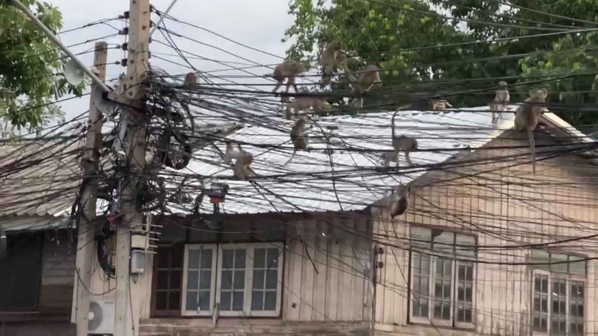 ลิงลพบรุีนับร้อย แห่ปีนป่ายสายไฟอพยพลูกหลาน คาดหนีกลัวถูกจับ