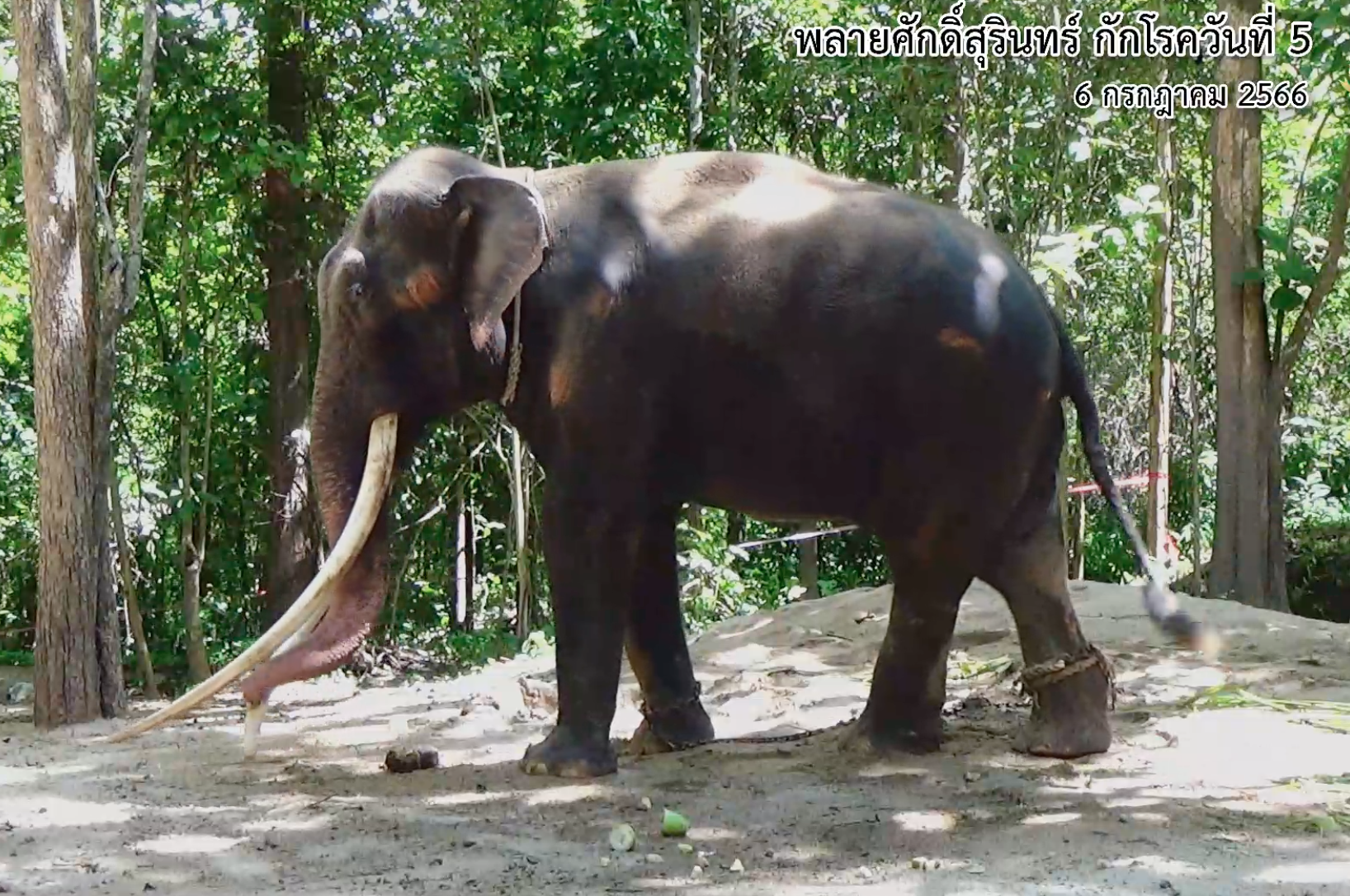 อัปเดตล่าสุดอาการ “พลายศักดิ์สุรินทร์ ” อ้วนขึ้นทันตา-แผลหนองเริ่มหาย 