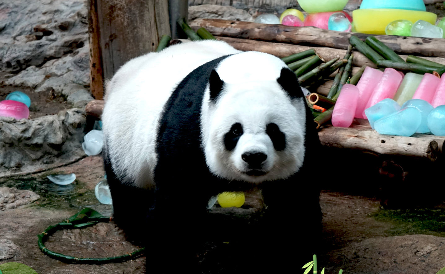 ด่วน! “แพนด้าหลินฮุ่ย” ตายแล้ว! กลับดาวหมีอายุ 21 ปี 