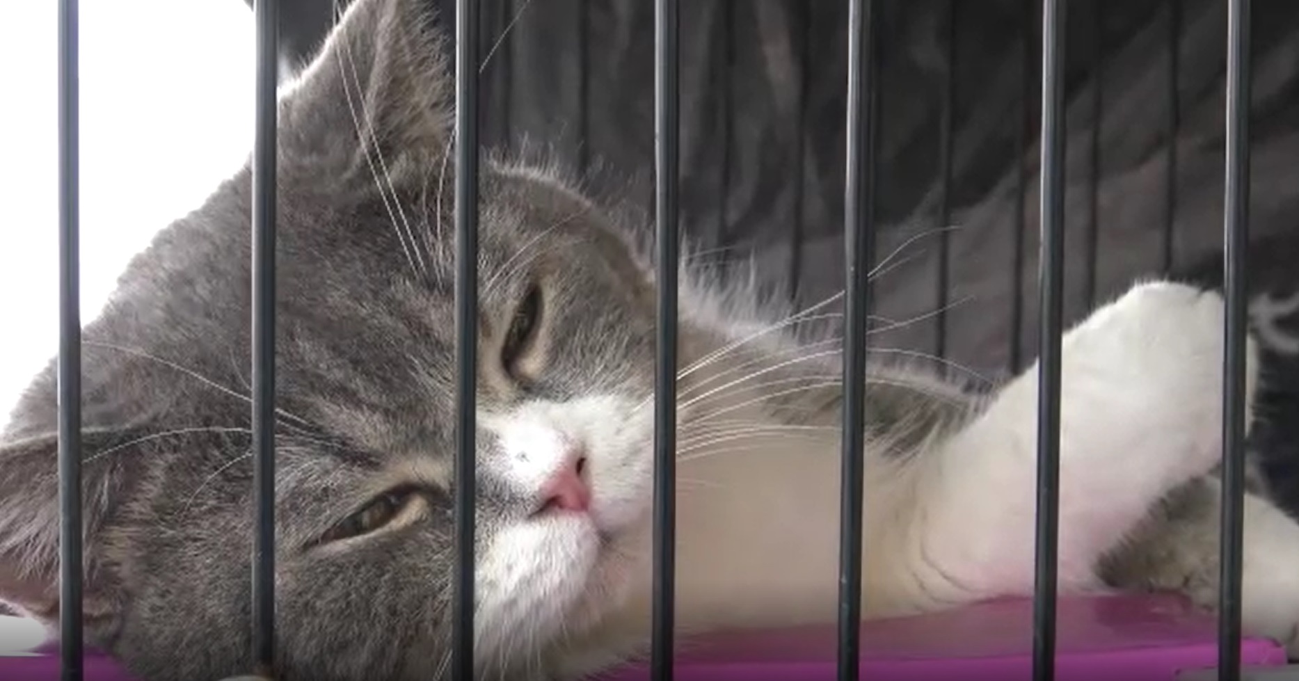 ไขข้อข้องใจ ยึดแมวในบ้านผู้ต้องหาคดียาเสพติด ทำไมถึงต้องขายทอดตลาด ไขข้อข้องใจ ยึดแมวในบ้านผู้ต้องหาคดียาเสพติด ทำไมถึงต้องขายทอดตลาด