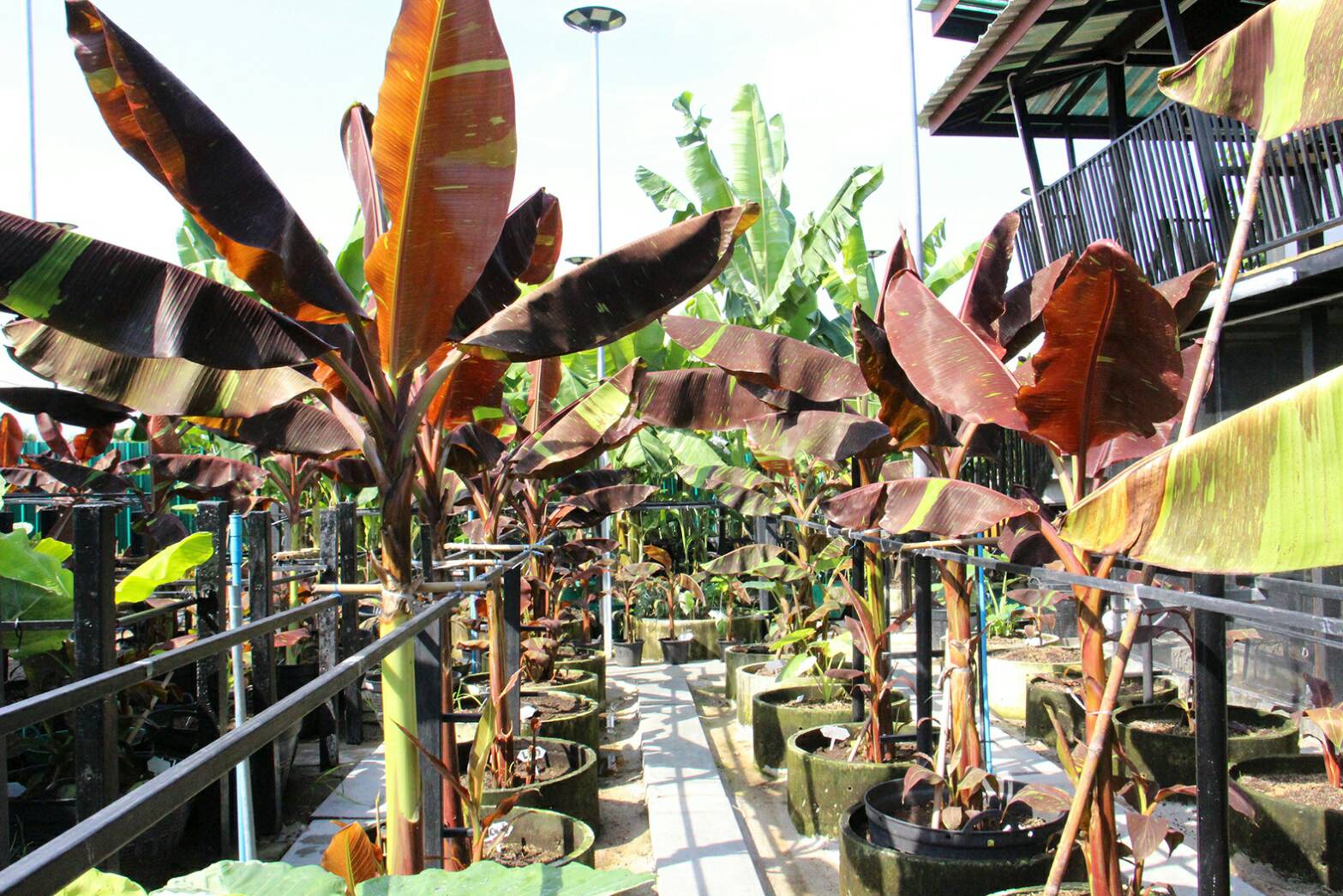 รวมข่าวเด่นโซเชียลปี 64 เชื่อหรือไม่ ‘POPCAT’ กลายเป็นวาระแห่งชาติ! รวมข่าวเด่นโซเชียลปี 64 เชื่อหรือไม่ ‘POPCAT’ กลายเป็นวาระแห่งชาติ!