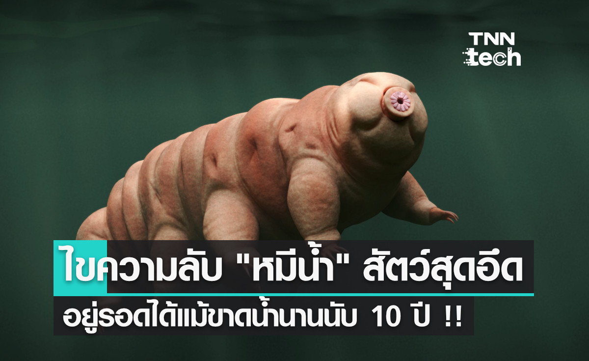 พบคำตอบ "หมีน้ำ" มีชีวิตรอดแม้ขาดน้ำนานนับ 10 ปี ด้วยโปรตีนชนิดพิเศษ