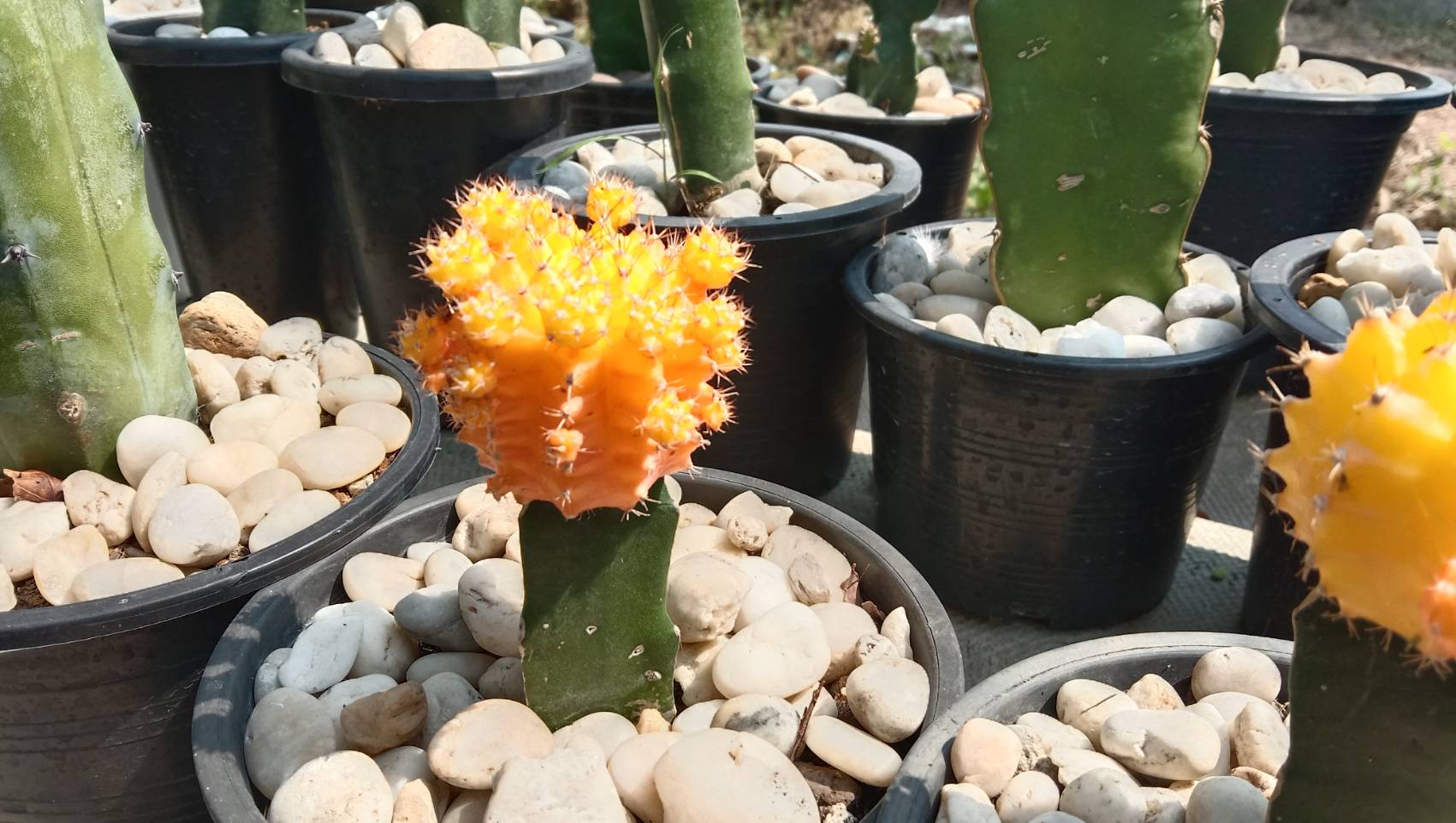 ปลูก กระบองเพชร สร้างรายได้นับหมื่น สาวโคราชเผยเคล็ดลับเลี้ยงแคคตัสให้สวย ปลูก กระบองเพชร สร้างรายได้นับหมื่น สาวโคราชเผยเคล็ดลับเลี้ยงแคคตัสให้สวย