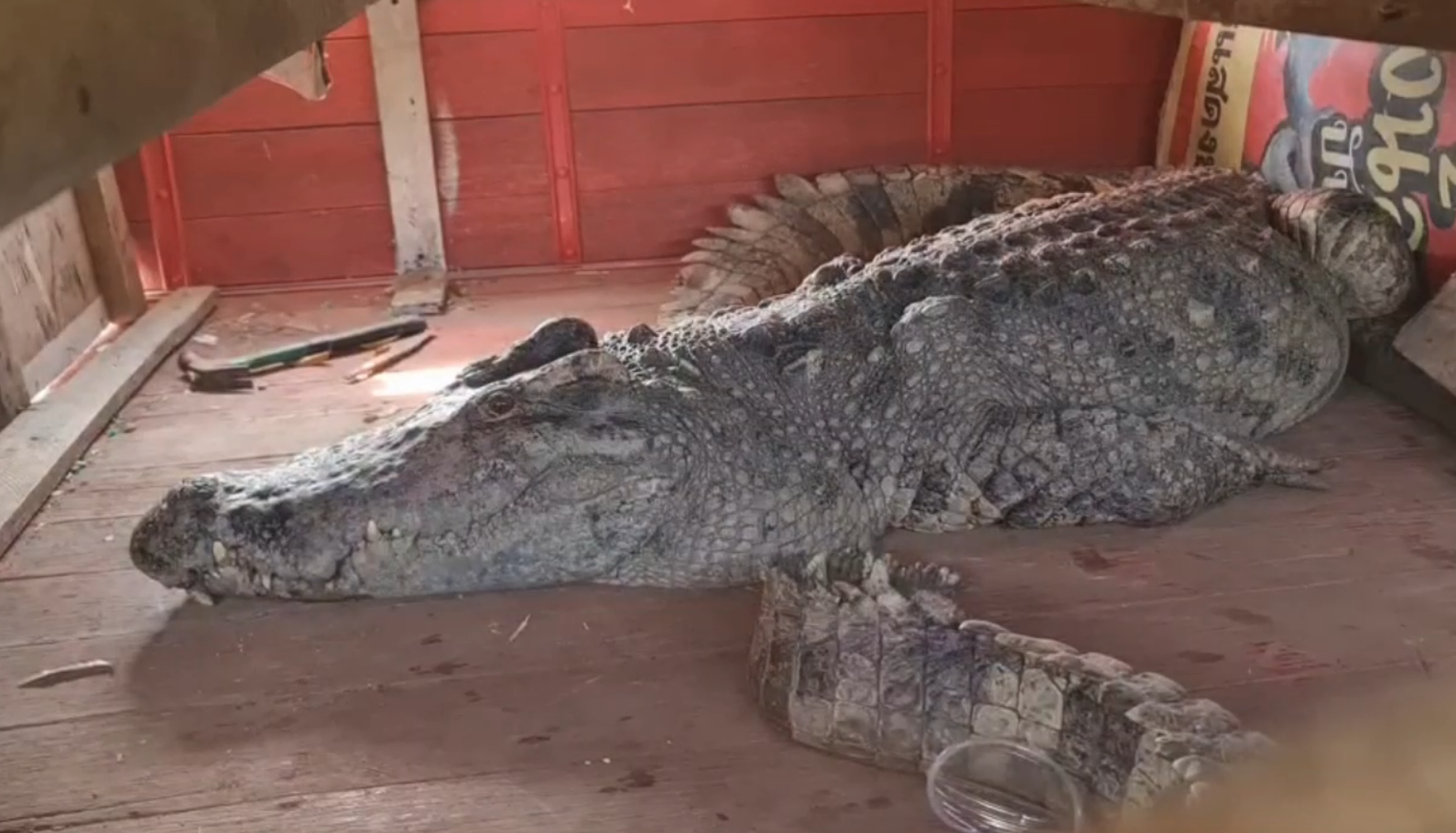 เตือนด่วน! จระเข้แสดงโชว์ยาว 2 เมตร หลุดหายลงแม่น้ำปิง จนทเร่งล่า เตือนด่วน! จระเข้แสดงโชว์ยาว 2 เมตร หลุดหายลงแม่น้ำปิง จนทเร่งล่า