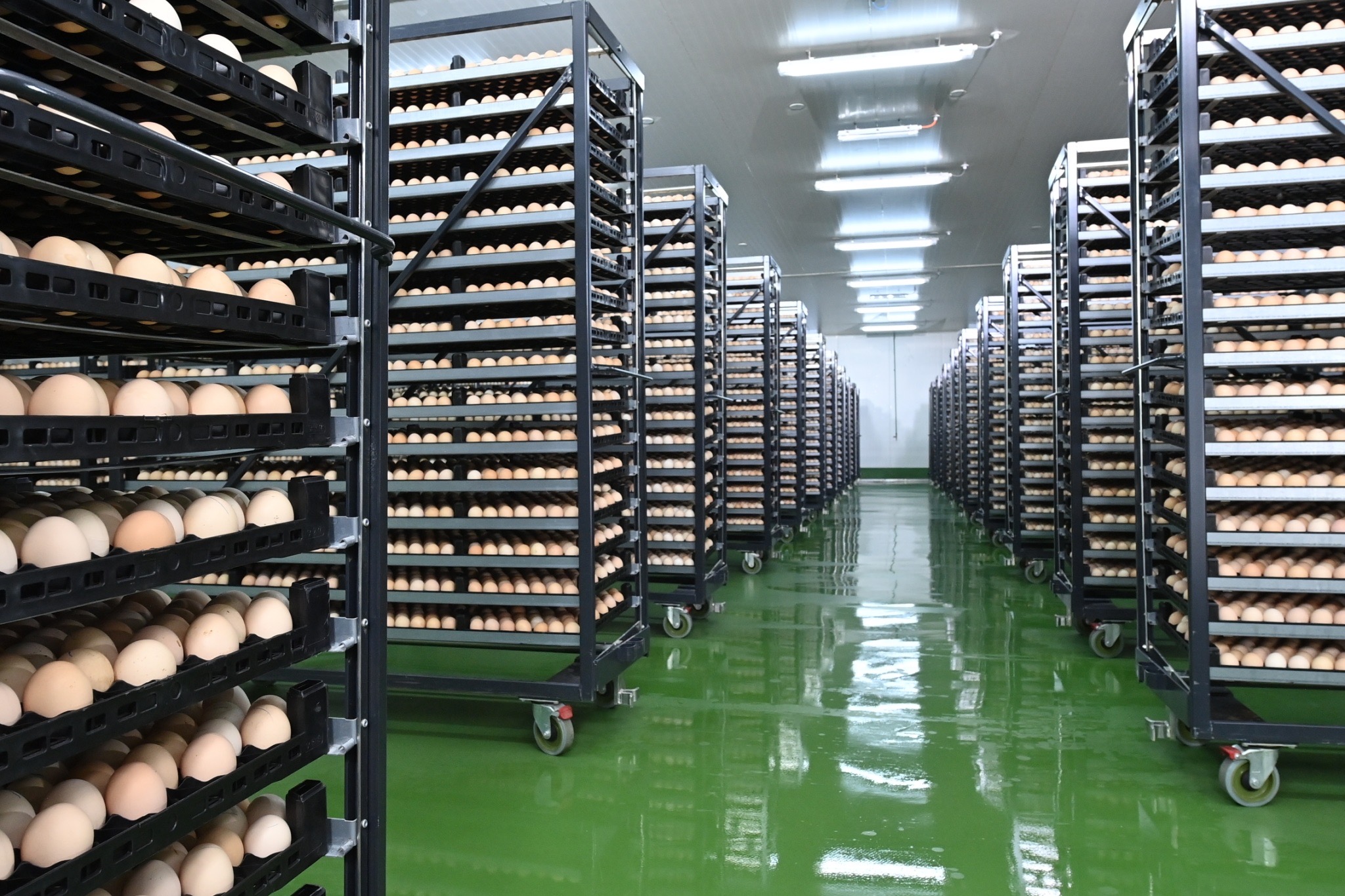CPF เปิดโรงฟักแก่งคอย 2 จ.สระบุรี ชู Smart Hatchery เทคโนโลยีระดับโลก