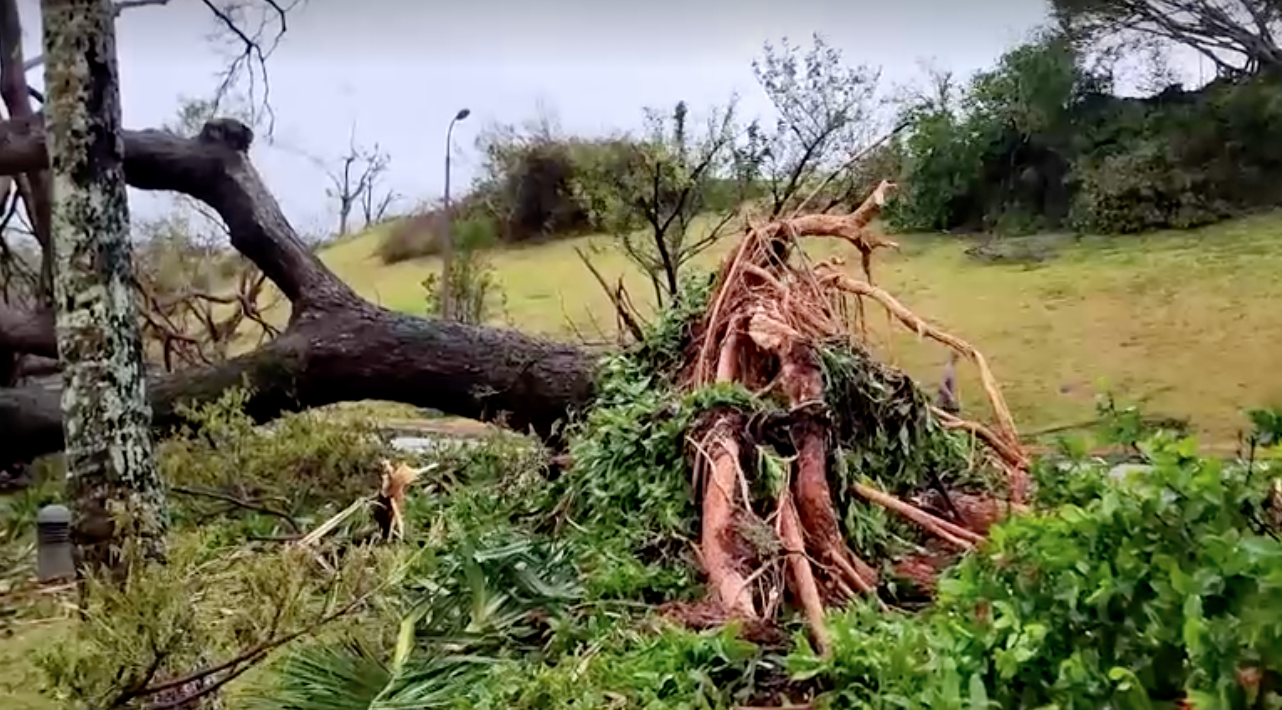 อัปเดตเส้นทาง “พายุไต้ฝุ่นมาวาร์” อ่อนกำลังเป็นโซนร้อน-ญี่ปุ่นอพยพหลายหมื่น อัปเดตเส้นทาง “พายุไต้ฝุ่นมาวาร์” อ่อนกำลังเป็นโซนร้อน-ญี่ปุ่นอพยพหลายหมื่น