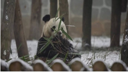 ย้อนรอย “ช่วงช่วง-หลินฮุ่ย” “แพนด้ายักษ์”ทูตสันถวไมตรี “ไทย-จีน” ย้อนรอย “ช่วงช่วง-หลินฮุ่ย” “แพนด้ายักษ์”ทูตสันถวไมตรี “ไทย-จีน”