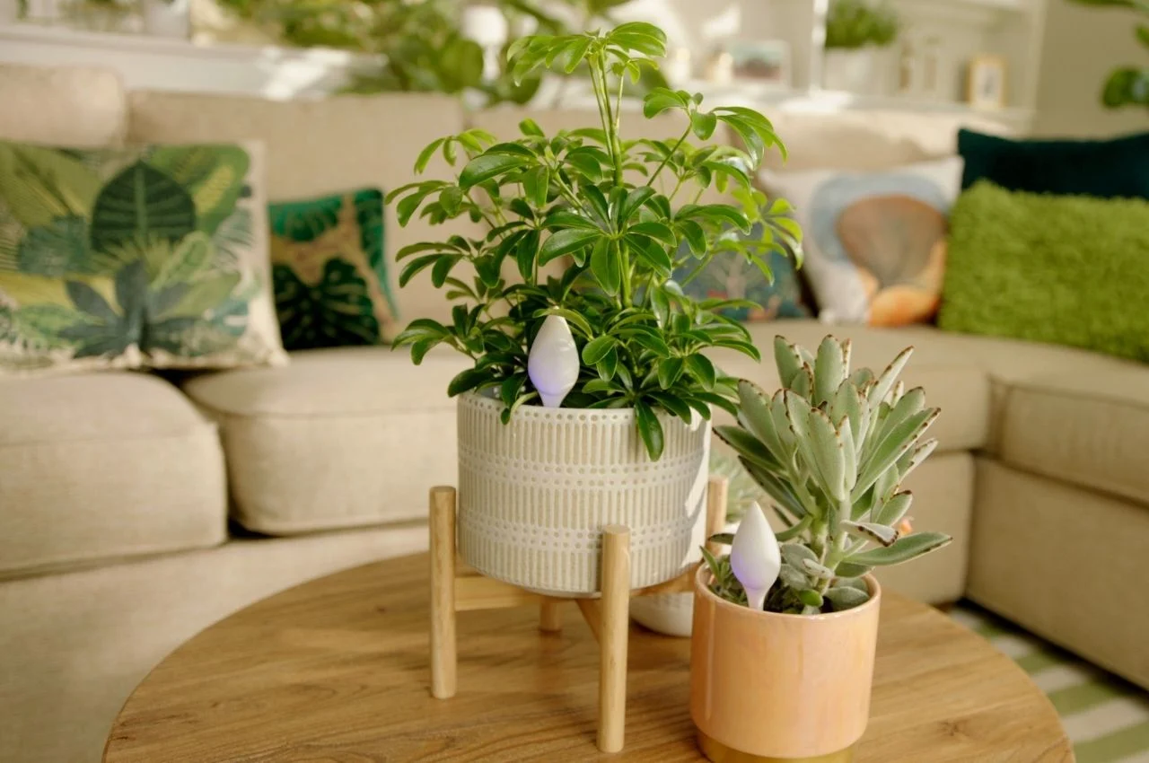 ตะมุตะมิ ! KRADO เซนเซอร์ช่วยเช็กสุขภาพต้นไม้