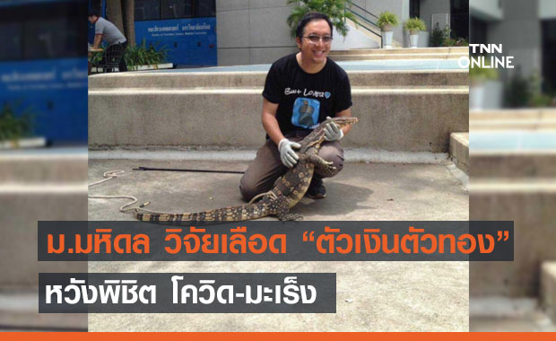 มหิดล วิจัยเลือด"ตัวเงินตัวทอง" หวังรักษาโควิด-มะเร็ง