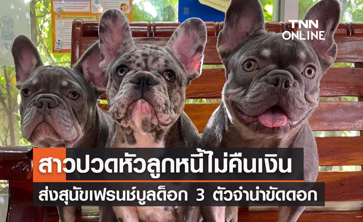 แบบนี้ก็มีด้วย!ลูกหนี้ไม่คืนเงินส่ง “หมาเฟรนช์บูลด็อก” จำนำขัดดอก