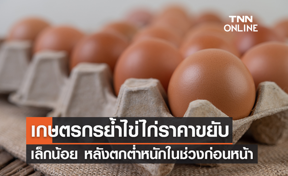 เกษตรกรย้ำไข่ไก่ราคาขยับเล็กน้อย หลังตกต่ำหนักในช่วงก่อนหน้า  