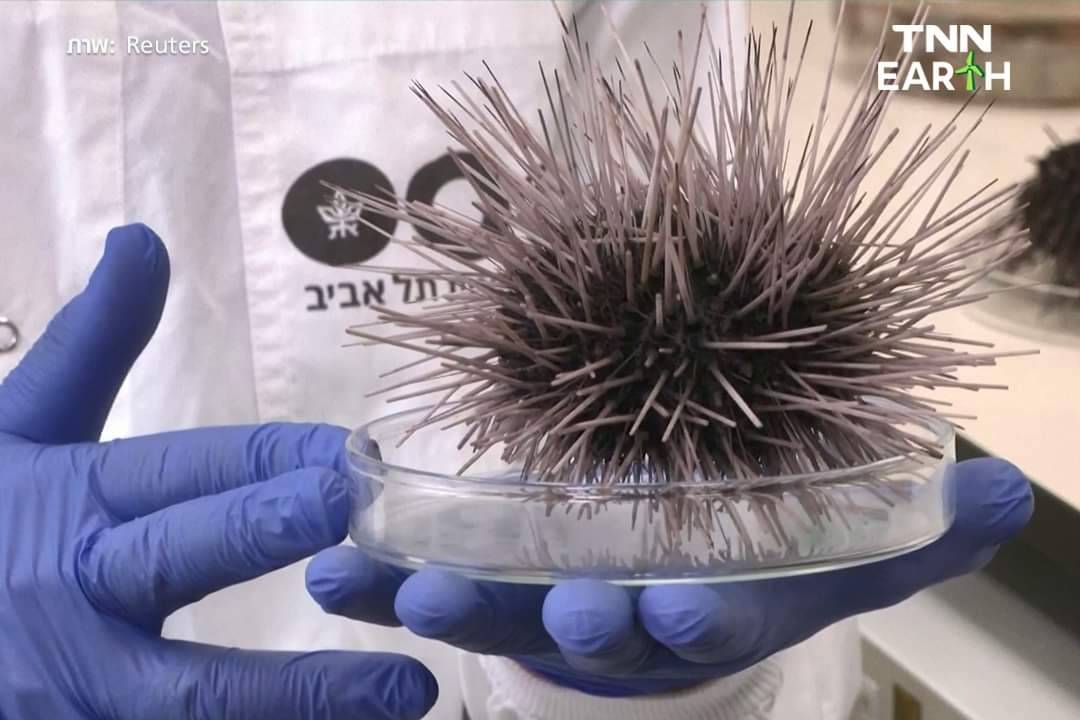 “ซิลิเอต” โรคระบาดกวาดล้าง “เม่นทะเล” กระทบแนวปะการัง ในทะเลแดง “ซิลิเอต” โรคระบาดกวาดล้าง “เม่นทะเล” กระทบแนวปะการัง ในทะเลแดง