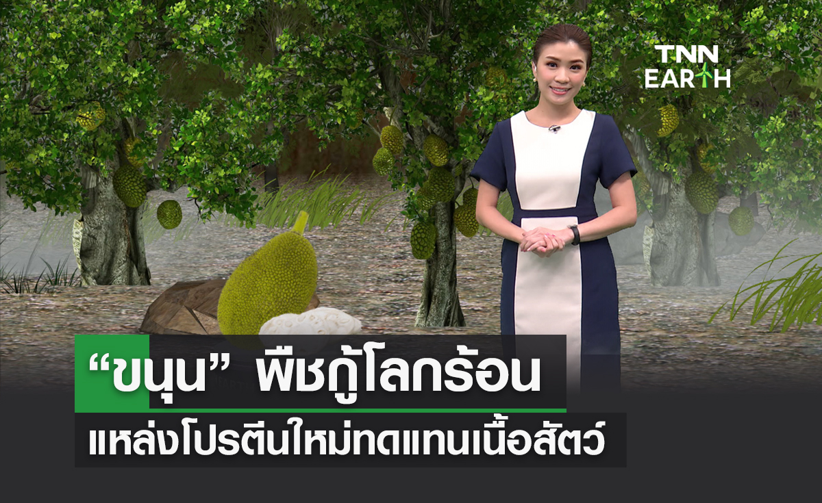 “ขนุน” พืชกู้โลกร้อน แหล่งโปรตีนใหม่ทดแทนเนื้อสัตว์