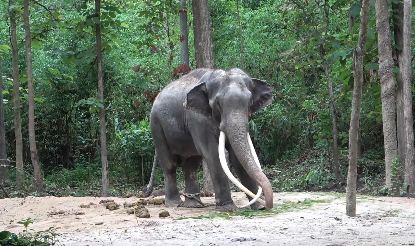 อาการล่าสุด ‘พลายศักดิ์สุรินทร์’ ฝียุบแล้ว หลังอยู่ไทยมา 10 วัน 