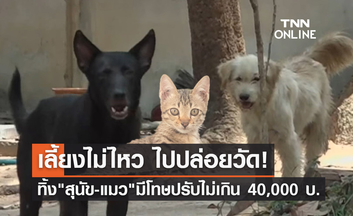 ปล่อยสุนัข-แมวทิ้งวัด! ผิดกฎหมาย ระวางโทษปรับไม่เกิน 40,000 บาท