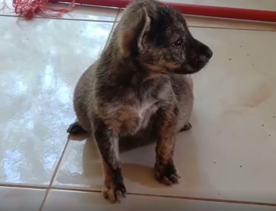 สุดเวทนา! ลูกสุนัข ท้องโตผิดปกติ นอนทีไรหงายท้องทุกที สุดเวทนา! ลูกสุนัข ท้องโตผิดปกติ นอนทีไรหงายท้องทุกที