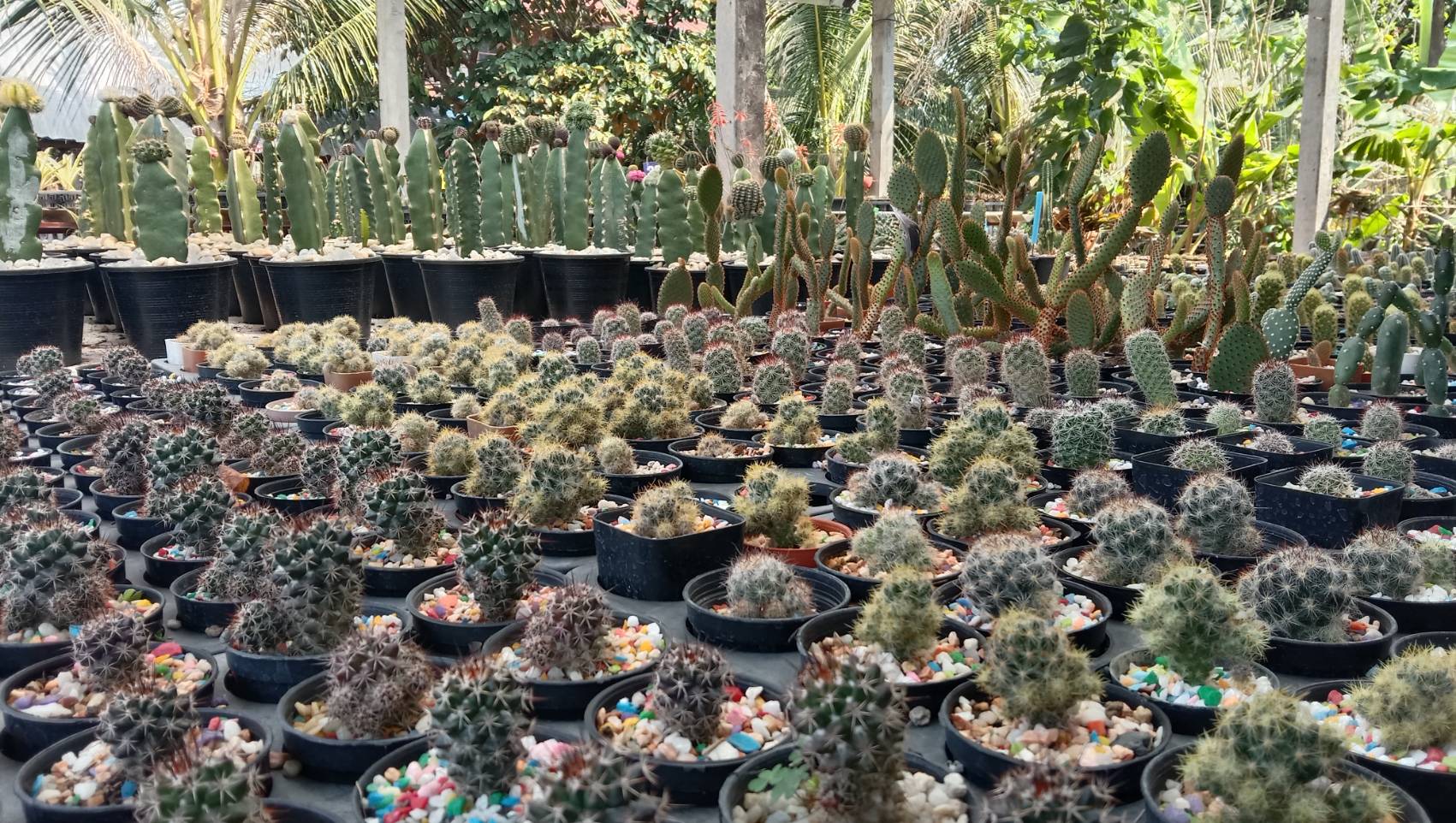 ปลูก กระบองเพชร สร้างรายได้นับหมื่น สาวโคราชเผยเคล็ดลับเลี้ยงแคคตัสให้สวย ปลูก กระบองเพชร สร้างรายได้นับหมื่น สาวโคราชเผยเคล็ดลับเลี้ยงแคคตัสให้สวย