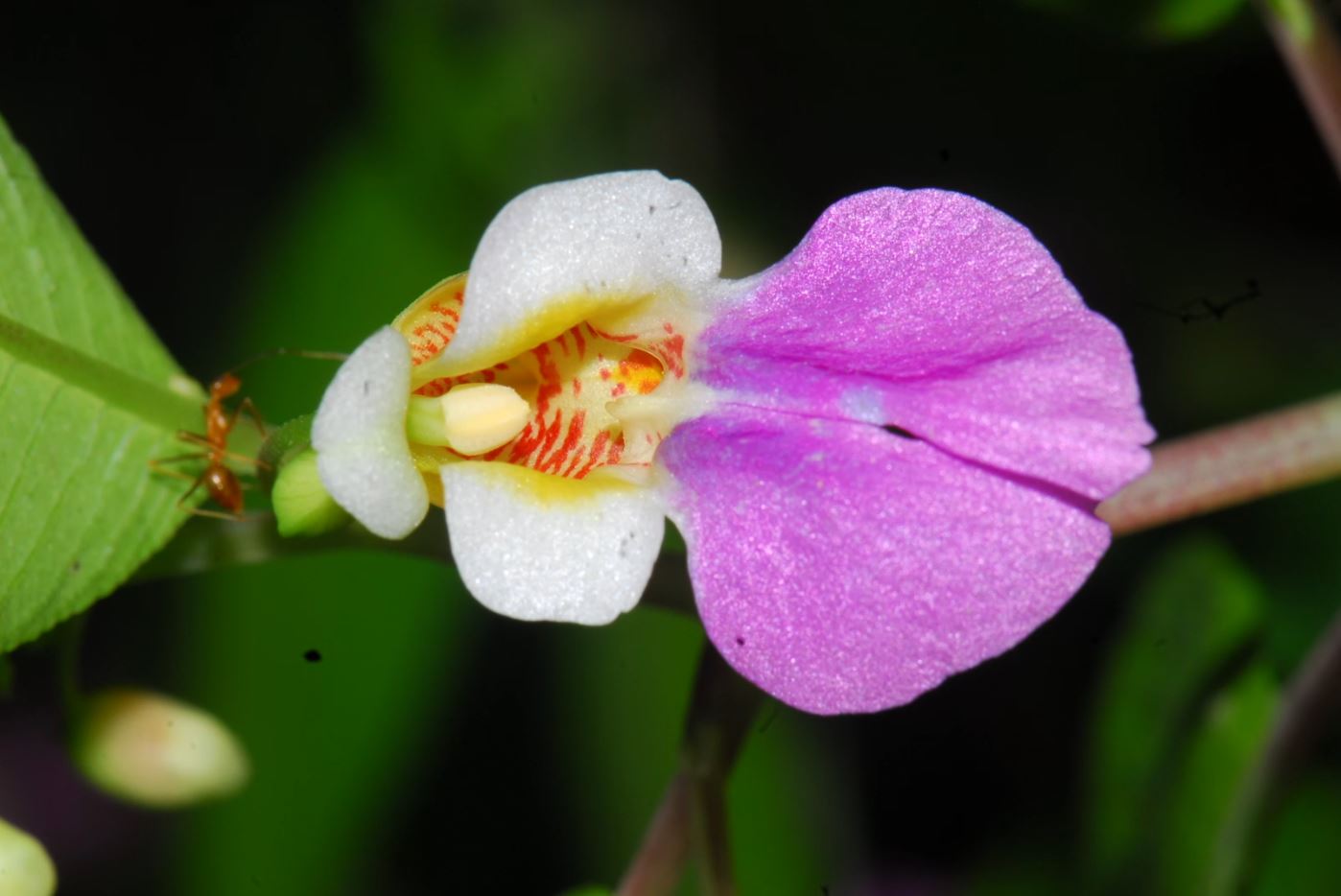 นักพฤษศาสตร์ไทย ค้นพบพืชสกุลเทียนกว่า 20 ชนิด และ 1 สายพันธุ์ใหม่ล่าสุดของโลก