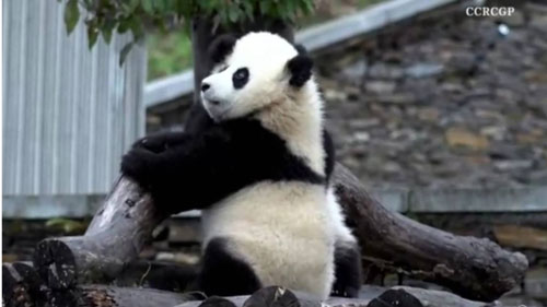 ย้อนรอย “ช่วงช่วง-หลินฮุ่ย” “แพนด้ายักษ์”ทูตสันถวไมตรี “ไทย-จีน” ย้อนรอย “ช่วงช่วง-หลินฮุ่ย” “แพนด้ายักษ์”ทูตสันถวไมตรี “ไทย-จีน”