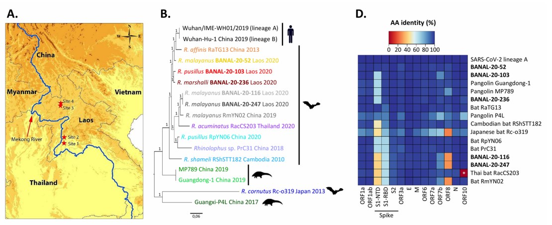 วิจัยใหม่! พบค้างคาวในลาวมีเชื้อไวรัสใกล้เคียงกับโควิด-19 ในมนุษย์ วิจัยใหม่! พบค้างคาวในลาวมีเชื้อไวรัสใกล้เคียงกับโควิด-19 ในมนุษย์
