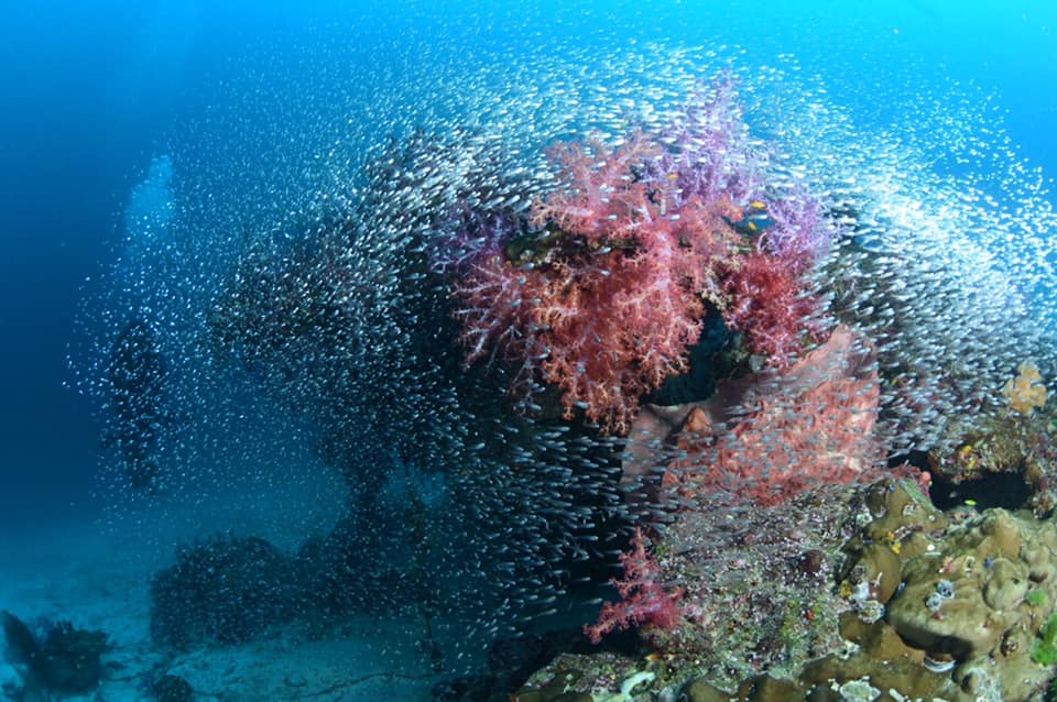 เปิดโลกใต้ทะเลชม ปะการัง สุดยอดความสวยงามติดอันดับโลก ที่ “หมู่เกาะสิมิลัน” จ.พังงา เปิดโลกใต้ทะเลชม ปะการัง สุดยอดความสวยงามติดอันดับโลก ที่ “หมู่เกาะสิมิลัน” จ.พังงา