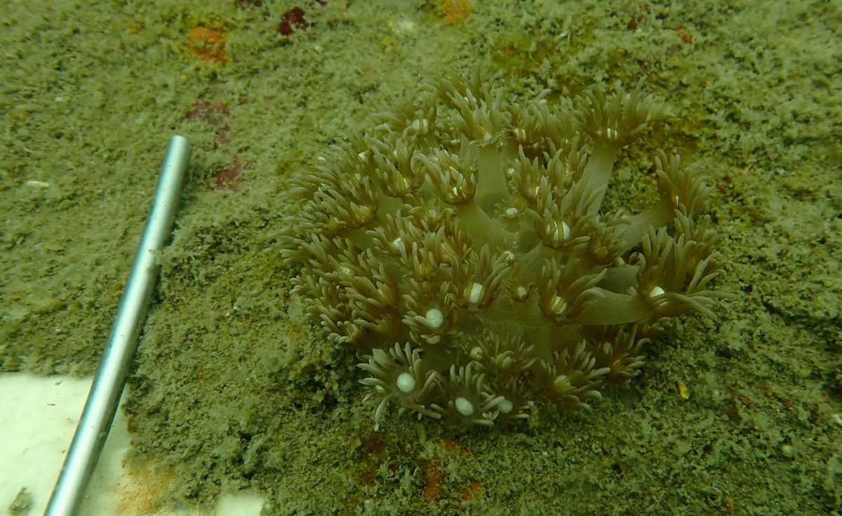 สำรวจปะการังเทียม ตู้รถไฟ-เรือรบ 10 ปีใต้ทะเล พบปะการังลงเกาะ ปลาเพียบ สำรวจปะการังเทียม ตู้รถไฟ-เรือรบ 10 ปีใต้ทะเล พบปะการังลงเกาะ ปลาเพียบ