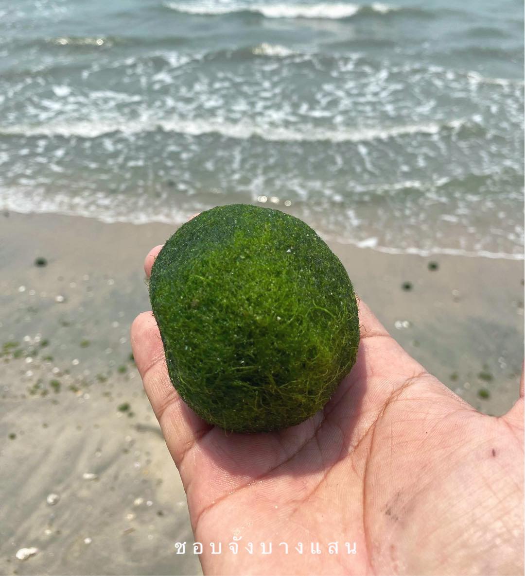 สุดแปลก! ‘สาหร่ายก้อนกลม’ เต็มหาดบางแสน น่ารักจนต้องแชร์รัวๆ สุดแปลก! ‘สาหร่ายก้อนกลม’ เต็มหาดบางแสน น่ารักจนต้องแชร์รัวๆ