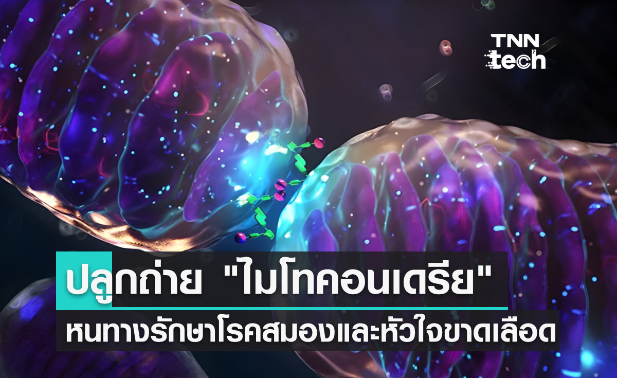 ปลูกถ่าย "ไมโทคอนเดรีย" แนวทางใหม่ของการรักษาโรคสมองและหัวใจขาดเลือด