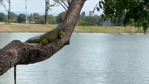 “เอเลียน สปีชีส์” สายพันธุ์อันตรายจากต่างแดน “เอเลียน สปีชีส์” สายพันธุ์อันตรายจากต่างแดน