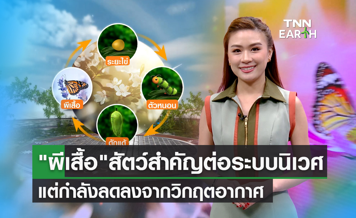"ผีเสื้อ" สัตว์สำคัญต่อระบบนิเวศแต่กำลังลดลงจากวิกฤตอากาศ