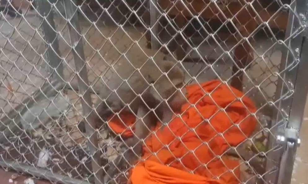 บุกจับ ลิงแสม จอมโหด ไล่กัดพระ-ชาวบ้านเจ็บหลายราย บุกจับ ลิงแสม จอมโหด ไล่กัดพระ-ชาวบ้านเจ็บหลายราย