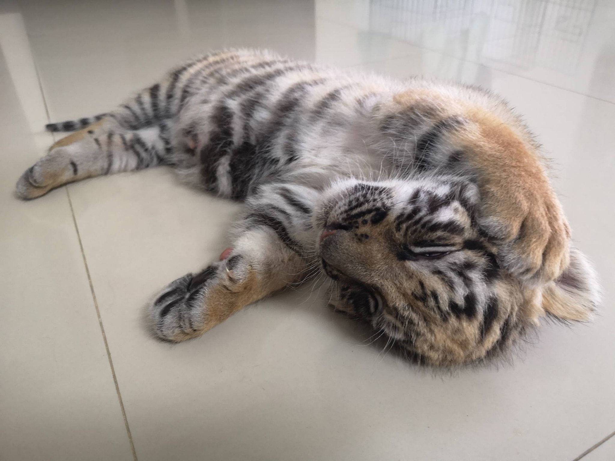 ลูกเสือของกลาง 4 ตัวได้ชื่อแล้ว-พร้อมเผยที่มาสุดลึกซึ้ง 