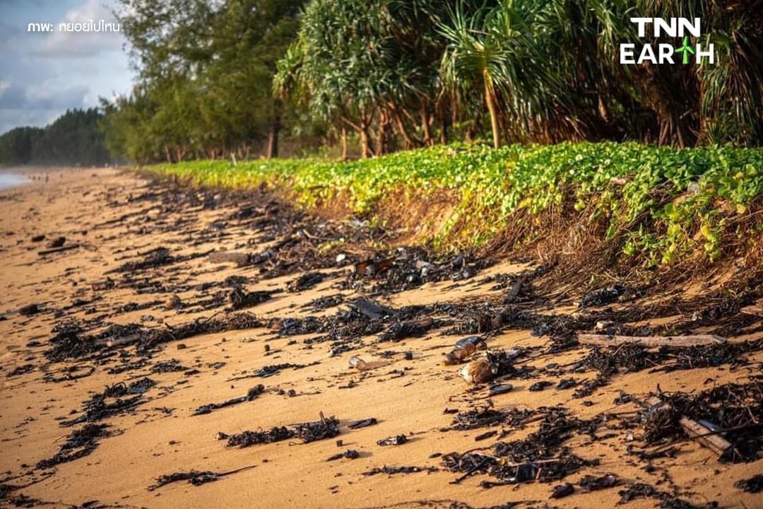 เจ้าหน้าที่เร่งเก็บคราบน้ำมัน หลังถูกคลื่นซัดขึ้นฝั่งริมชายหาด ของ จ.ภูเก็ต เจ้าหน้าที่เร่งเก็บคราบน้ำมัน หลังถูกคลื่นซัดขึ้นฝั่งริมชายหาด ของ จ.ภูเก็ต