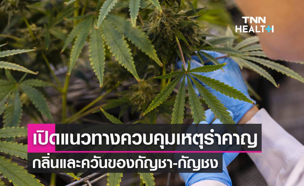 กัญชา-กัญชงปลดล็อกแล้ว แนวทางควบคุมเหตุรำคาญกลิ่นและควัน เป็นอย่างไรบ้าง