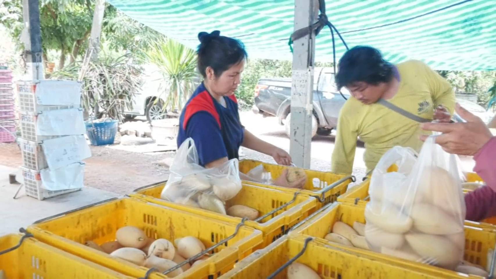 มะม่วงน้ำดอกไม้สีทอง จ.พิจิตร ขายดี! หลังกระแสข้าวเหนียวมะม่วงฟีเวอร์ มะม่วงน้ำดอกไม้สีทอง จ.พิจิตร ขายดี! หลังกระแสข้าวเหนียวมะม่วงฟีเวอร์