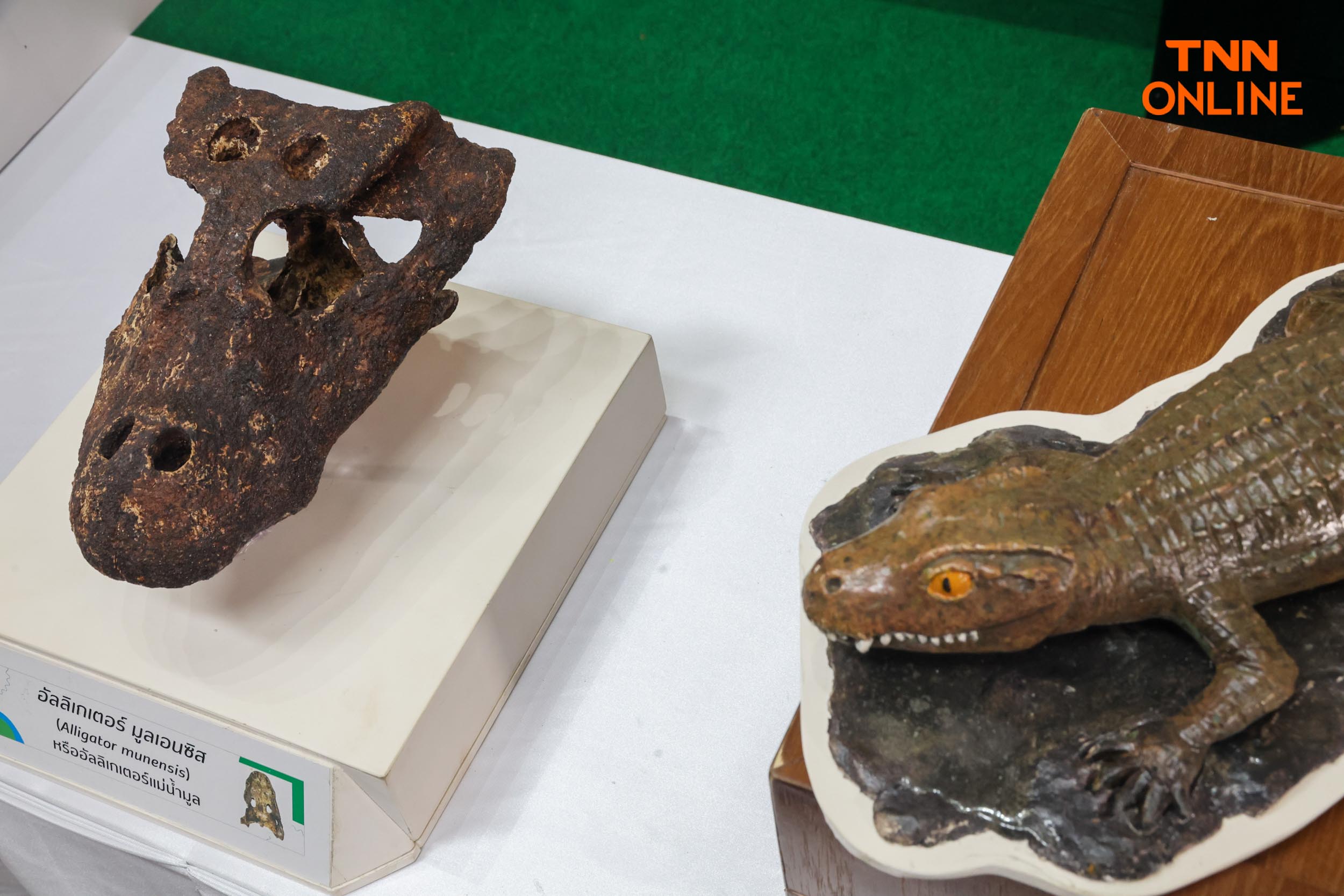 สายพันธุ์ใหม่ของโลก พบในไทยซากดึกดำบรรพ์อัลลิเกเตอร์ สายพันธุ์ใหม่ของโลก พบในไทยซากดึกดำบรรพ์อัลลิเกเตอร์