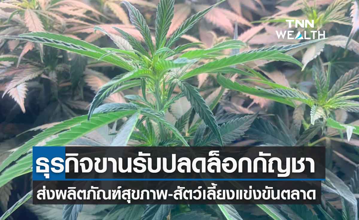 ปลูกกัญชาเสรี หนุนเอกชน-ธุรกิจสุขภาพขานรับคึกคัก