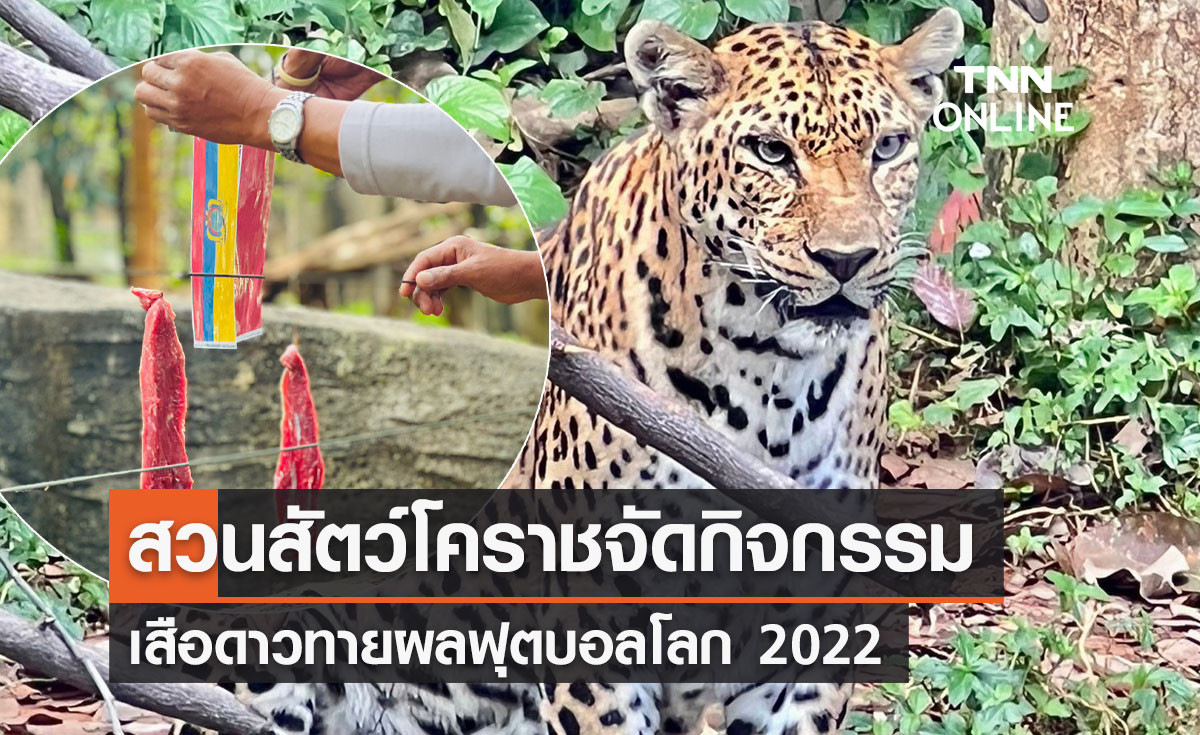 "สวนสัตว์โคราช" จัดกิจกรรมเสือดาวทายผลฟุตบอลโลก 2022