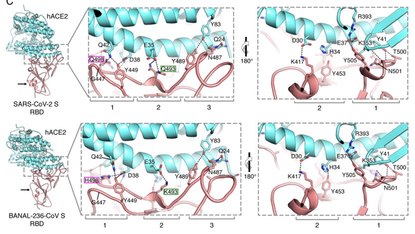วิจัยใหม่! พบค้างคาวในลาวมีเชื้อไวรัสใกล้เคียงกับโควิด-19 ในมนุษย์ วิจัยใหม่! พบค้างคาวในลาวมีเชื้อไวรัสใกล้เคียงกับโควิด-19 ในมนุษย์