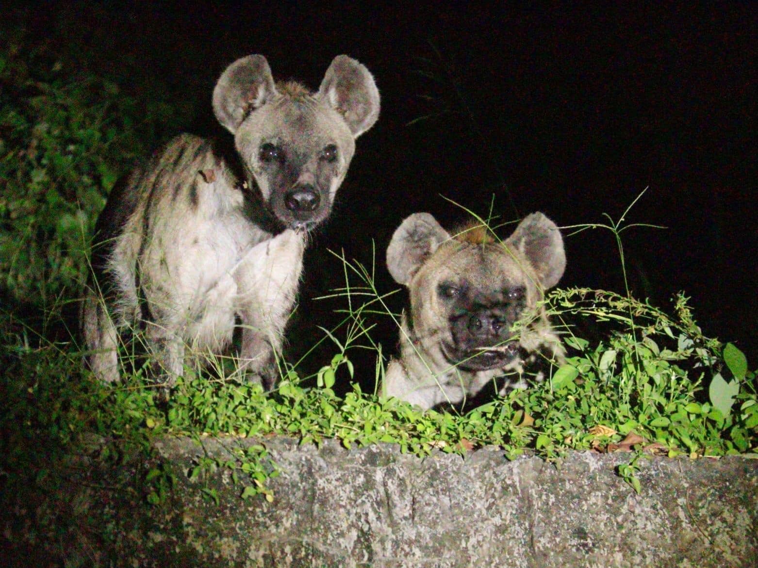 เขาเขียวชวนกางเต็นท์-ส่องสัตว์ ชาวเน็ตแซวไม่ถูกกินแน่นะวิ เขาเขียวชวนกางเต็นท์-ส่องสัตว์ ชาวเน็ตแซวไม่ถูกกินแน่นะวิ